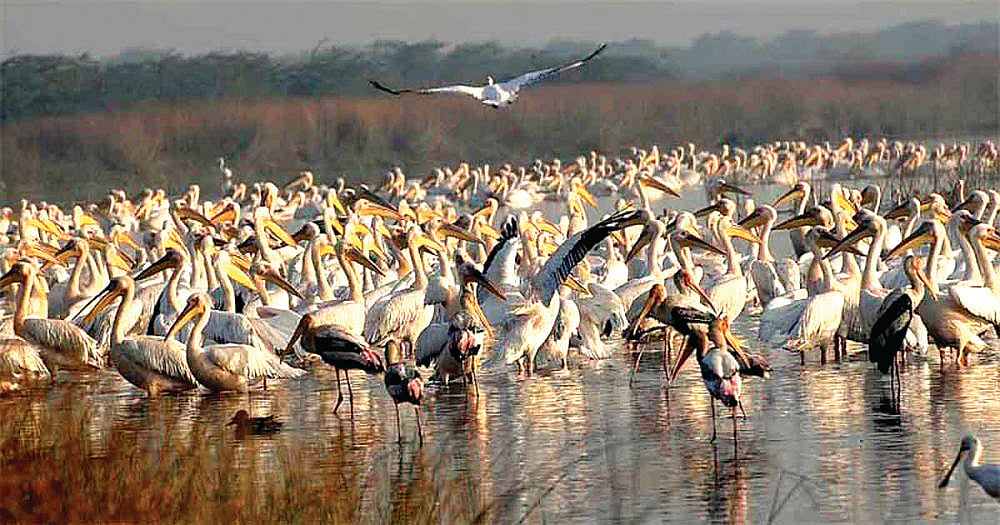 Gujarat: GIFT City, ghost towns and grey geese