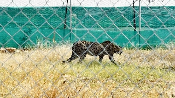 One of the 12 cheetahs from South Africa in an enclosure at Kuno National Park in February 2023 (photo: National Herald archives)