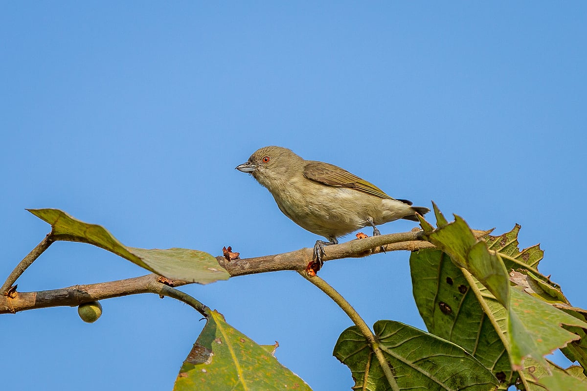 Amongst the smallest birds in India, the thick-billed flowerpecker plays an important role in pollination and seed dispersal, but is now in the top 20 species of concern in Maharashtra (photo: Pranad Patil)