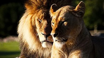 Representative image (photo: Pinterest/Benjamin Johnson)