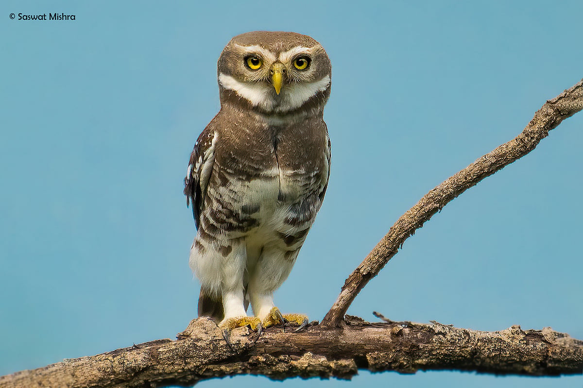 The forest owlet, rediscovered in 1997 in Nandurbar after 113 years of disappearance, is the last of Maharashtra's top 4 quartet of concern (photo: Saswat Mishra)