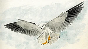 No blue skies, too few Neelkanths—another canary in India’s coal mine?