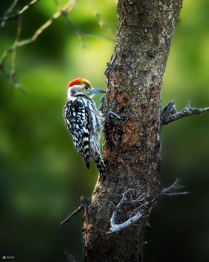 On the decline: Woodpeckers, like this yellow-crowned one, keep insect populations in check—and also provide homes to a host of other species. Pesticides affect them, and the species that look for their hollows to nest in (photo: Parth Kansara)