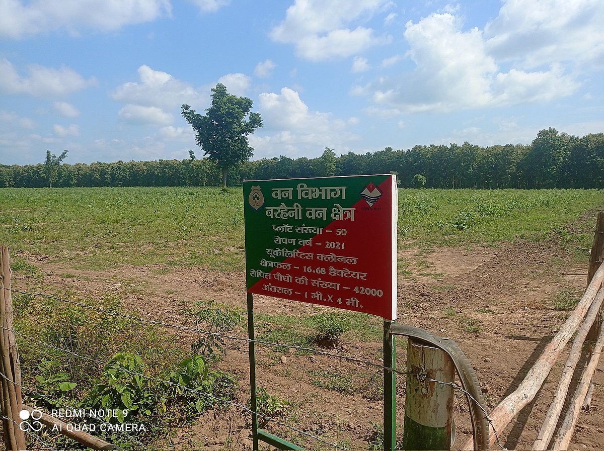 Area in vicinity of Corbett Tiger Reserve cleared by the government and allegedly planted with a monoculture of eucalyptus trees (photo courtesy @lifeindia2016/X) 