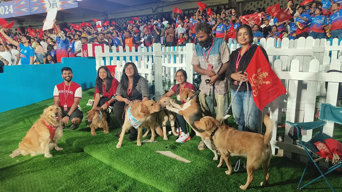 Around 5.5 per cent of dogs in India are diagnosed with diabetes (photo: RCB)