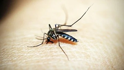Rising temperatures escalate malaria transmission, while seasonal shifts impact breeding grounds for mosquitoes, say experts (photo: IANS)