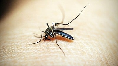 Rising temperatures escalate malaria transmission, while seasonal shifts impact breeding grounds for mosquitoes, say experts (photo: IANS)