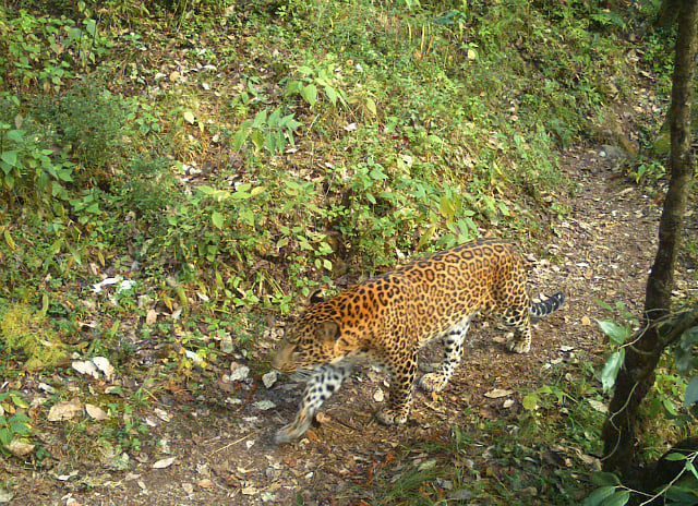 A leopard in Jabarkhet Nature Reserve (photo: jabarkhetnature.com)