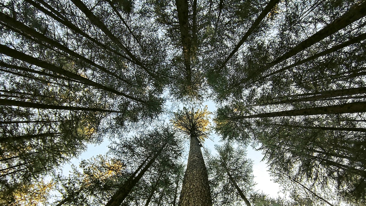 Tree cover in Indian Himalayan region down by 2.2 per cent in two years: Govt