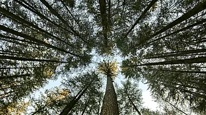 ‘Stinging rebuke’: Congress hails SC order on Forest (Conservation) Amendment