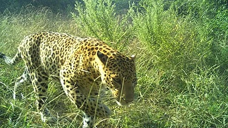 Leopards, once a rarity, have seen a significant resurgence in Asola (photo: abwls.eforest.delhi.gov.in)