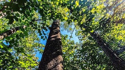 Rewilding India: We can't rely on governments alone