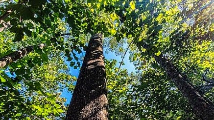 Part of the forest created by Jadav Payeng in Assam (photo: @forestmanofindia/Instagram)