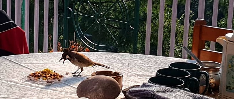 Bulbul at morning tea (photo by author)