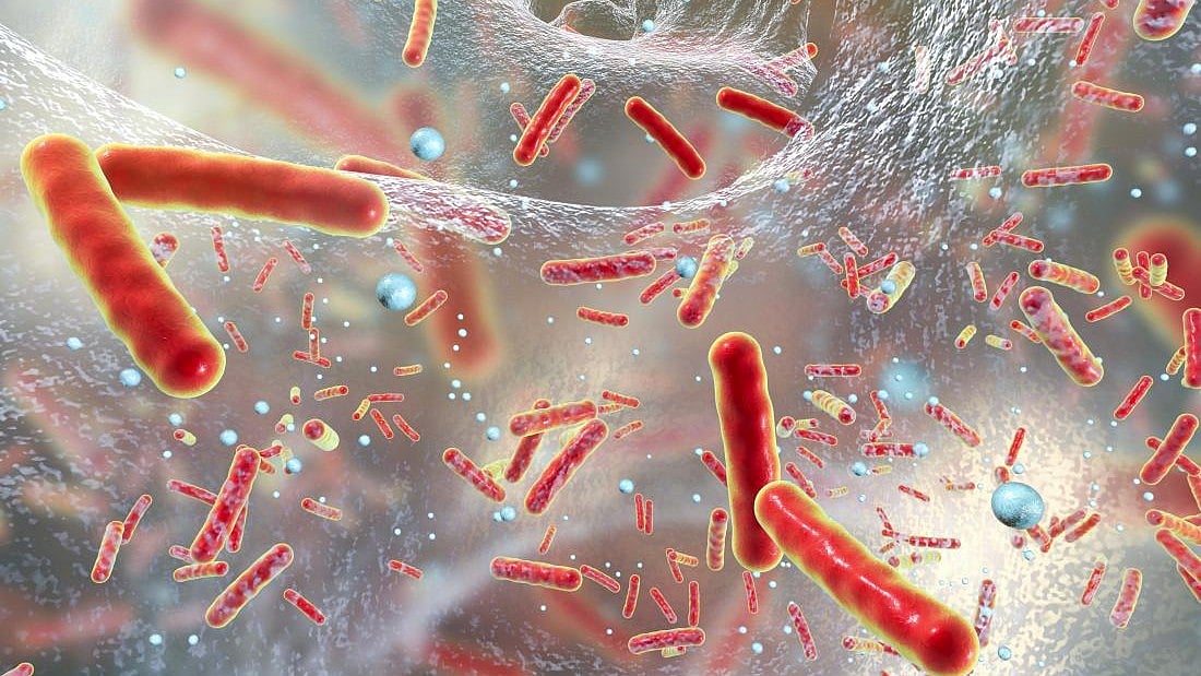 Representative image of bacteria species in a liquid medium (photo: IANS)