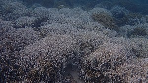 Lakshadweep sees drastic coral bleaching from marine heatwaves
