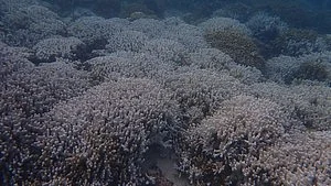 Bleaching of coral reefs in the Lakshadweep Sea due to rising temperatures in a marine heatwave since October 2023 (photo: IANS)