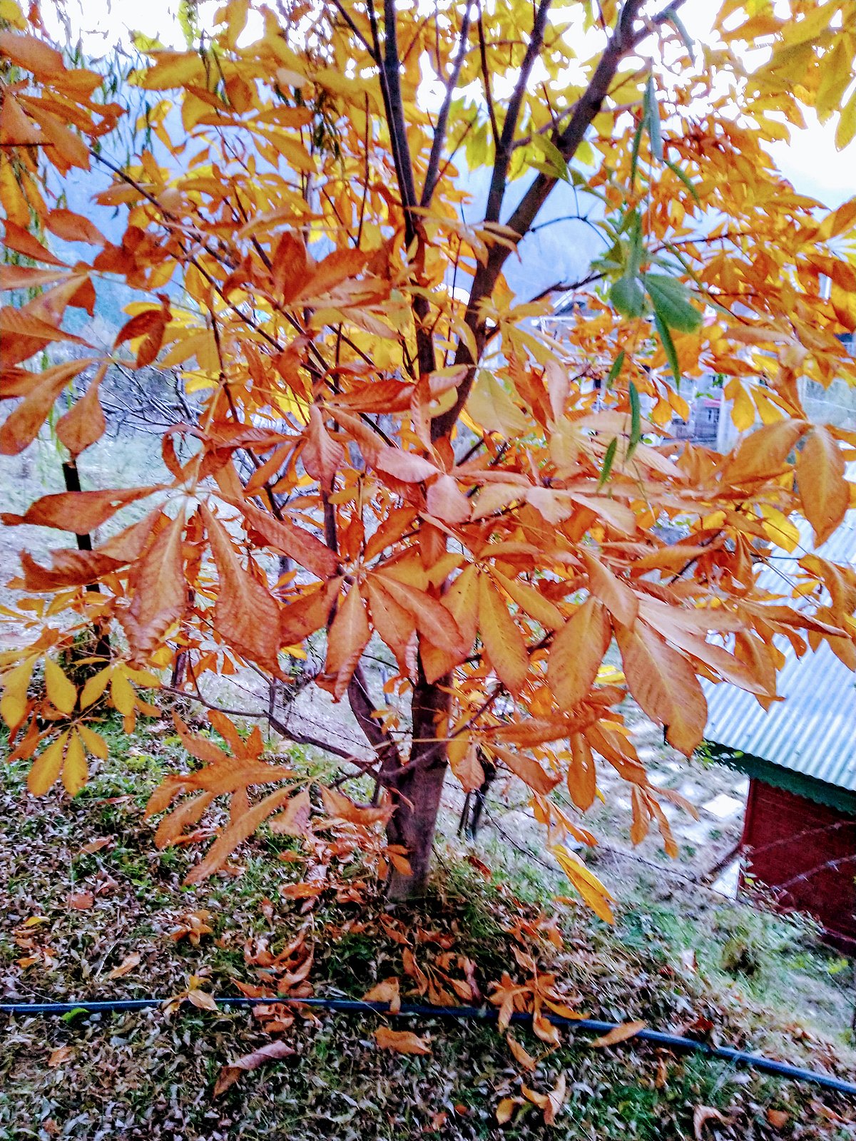 Horse chestnut (photo by author)
