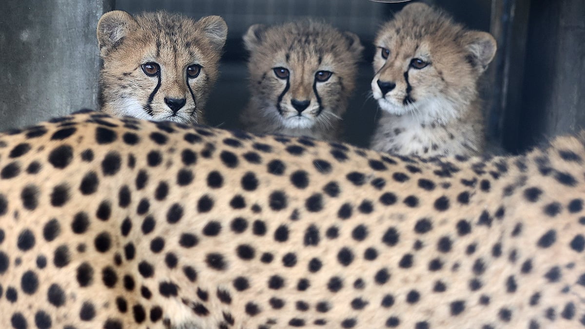 Madhya Pradesh: Second site for Project Cheetah after Kuno passes inspection