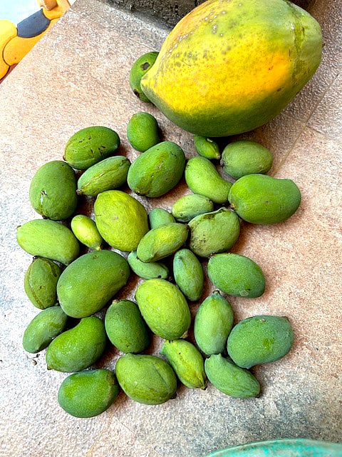 The smallest ambis, tiny and tender beside the ripening 'table mango', are destined for a pickle jar (photo: Denise D'Silva)