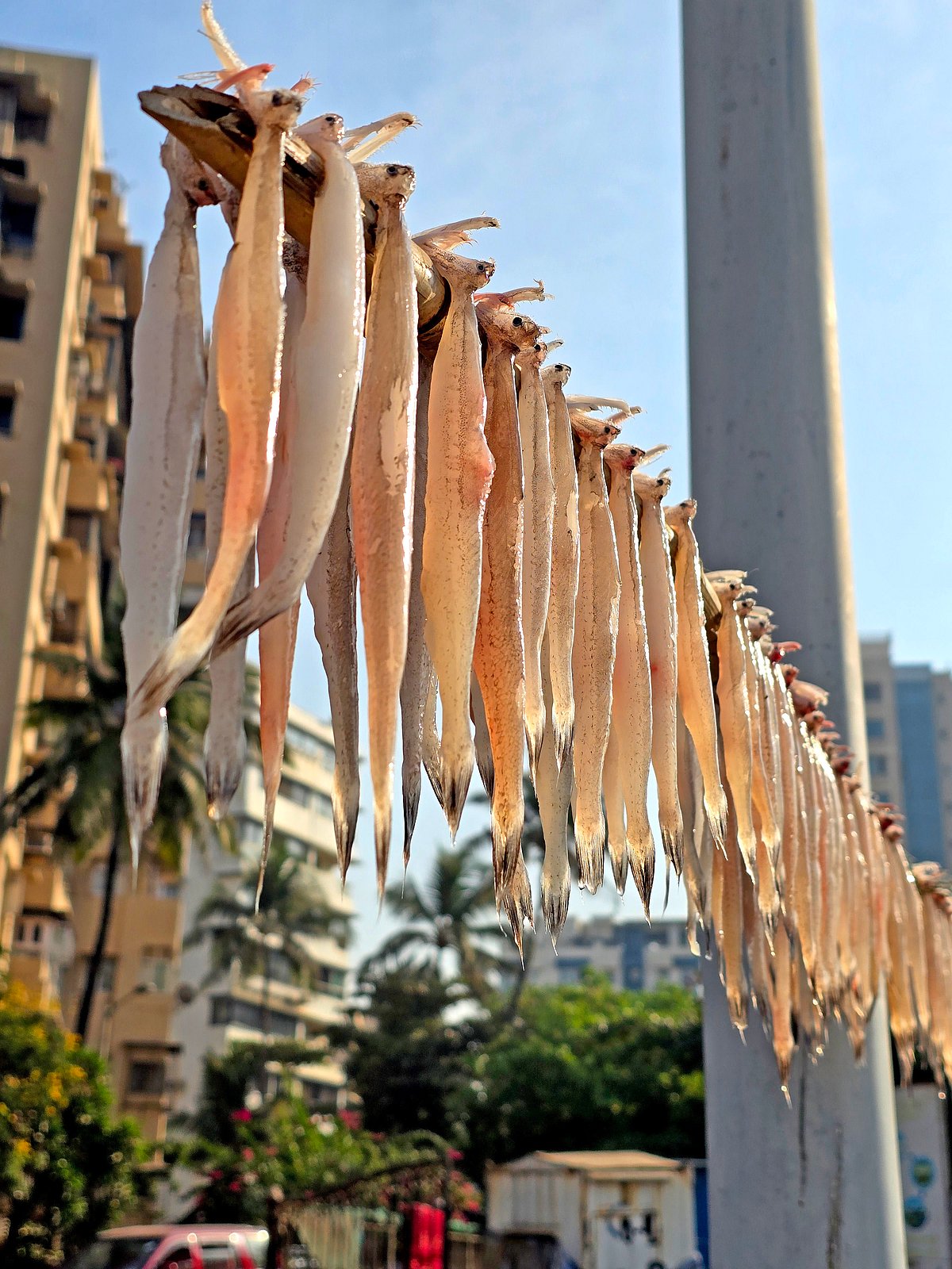 A string of the famous Bombay duck, aka bombil, dehydrates in the sun (photo: Denise D'Silva)