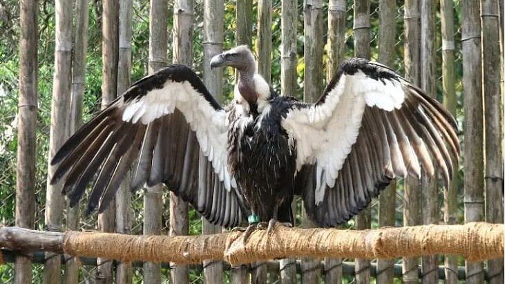 In Uttar Pradesh, the red-headed vultures are rarely seen (photo: IANS)