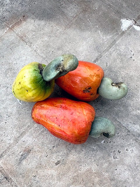Cashew apples, plucked and ready to dry before they can be eaten as 'dry fruit', literally (photo: Denise D'Silva)