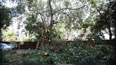 Islamic seminary issues fatwa against cutting trees, burning crops