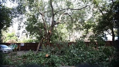 The loss of trees and vegetation may cause climate change (photo: IANS)