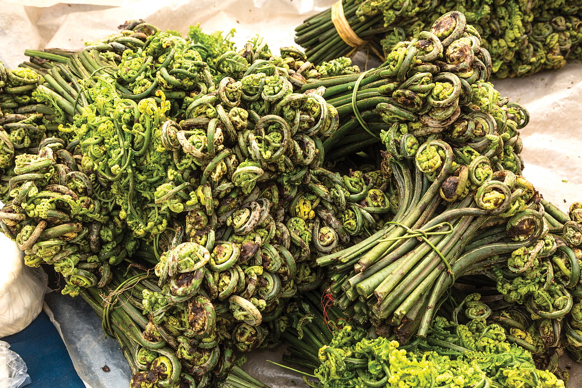 Fiddlehead ferns