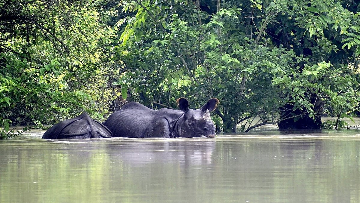 Assam flood: 17 animals drown, 72 rescued at Kaziranga National Park 