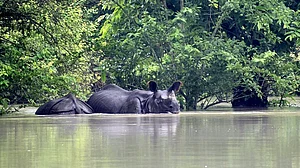 Assam flood: 17 animals drown, 72 rescued at Kaziranga National Park