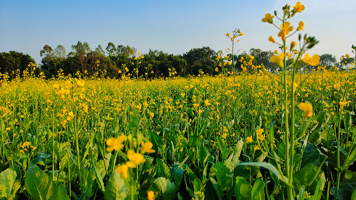 GM mustard: SC bench split on verdict, matter to go before CJI