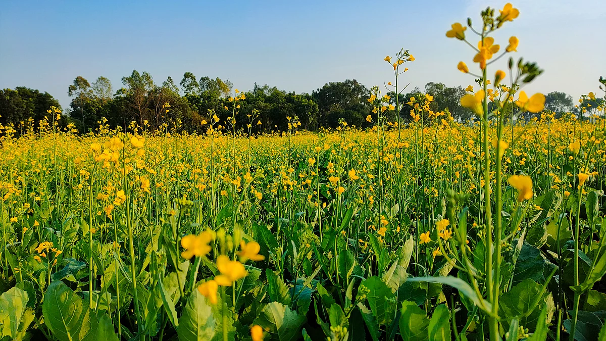 A mustard field (source: Wikimedia Commons)