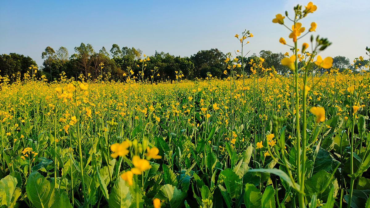 A mustard field (source: Wikimedia Commons)