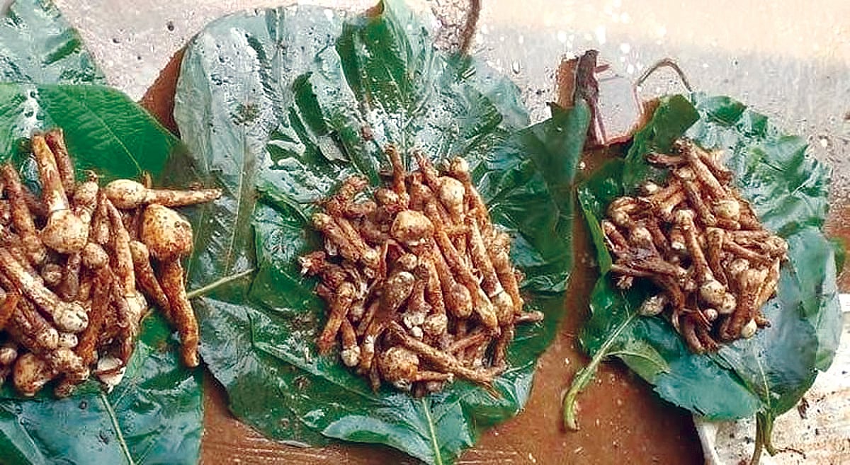 Olmi mushrooms of Goa