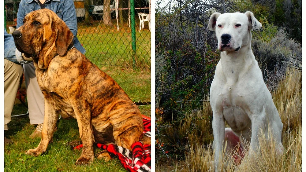 Fila Brasileiro (left) and dogo Argentino (photo: NH)