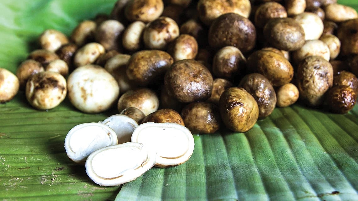 Konkan's 'alambe' or thunder mushrooms