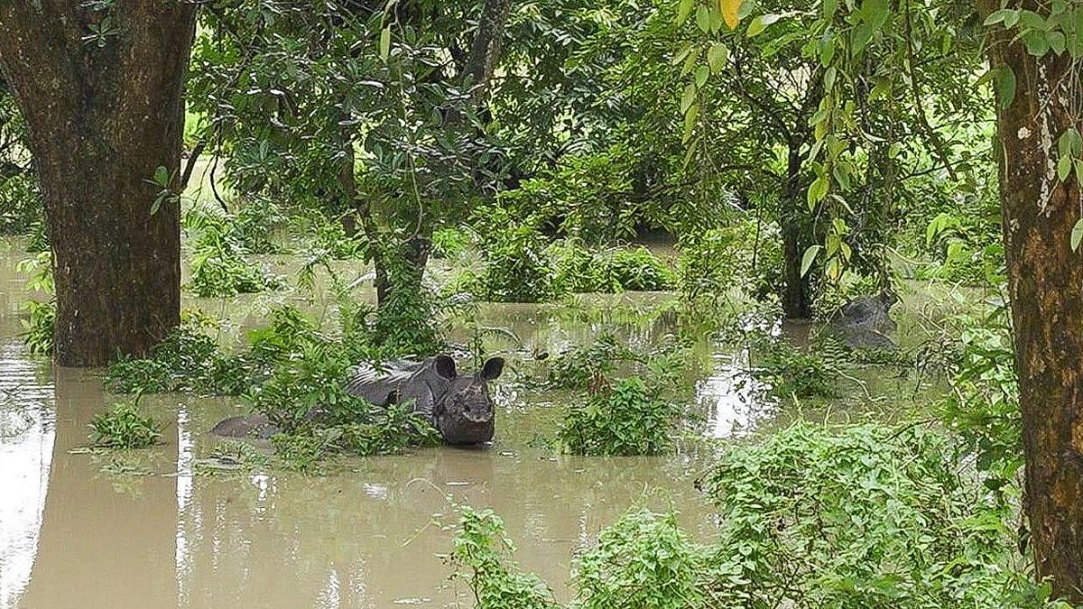 A rhino in the floodwaters near Kaziranga National Park on the National Highway (photo: @CMOfficeAssam/X)