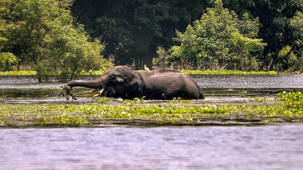114 wild animals dead in flood-hit Kaziranga National Park, 95 rescued