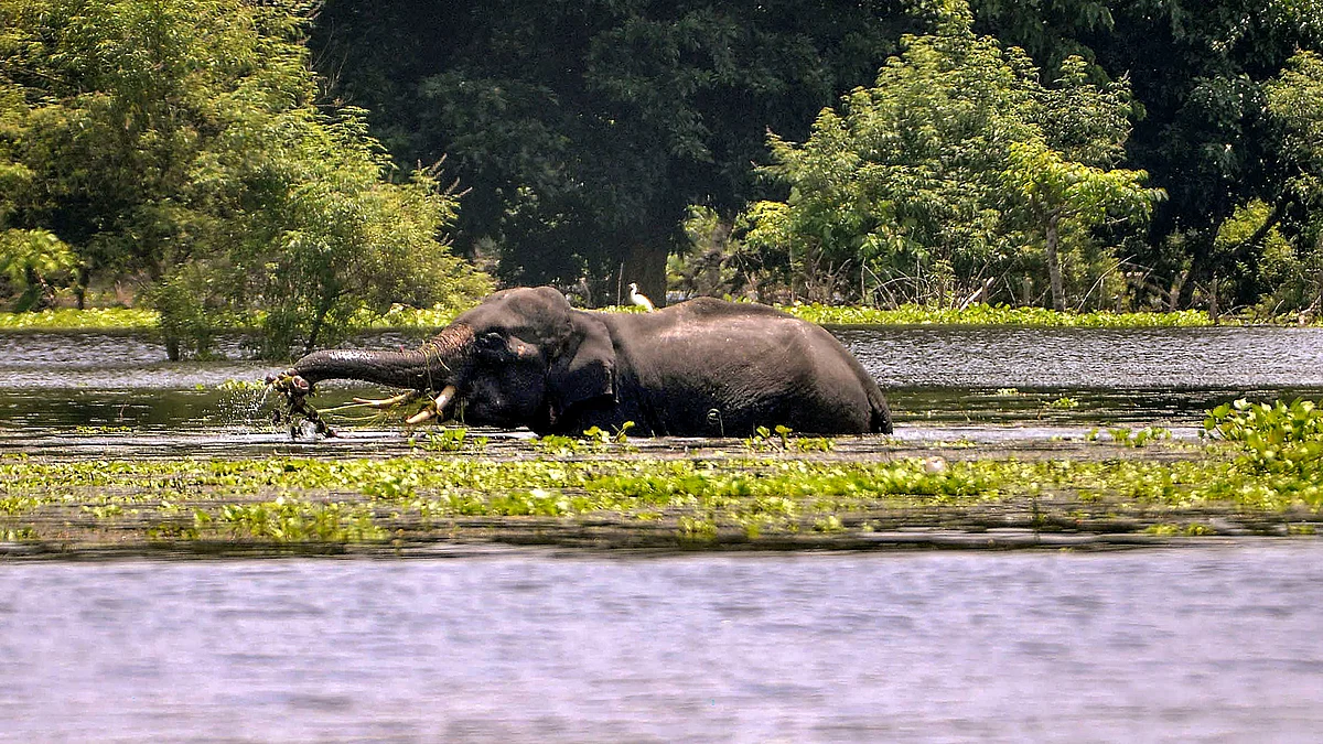 An elephant in flood-hit Kamrup district on 6 July (photo: PTI)