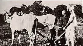 Pt Nehru interacts with a farmer tilling his land