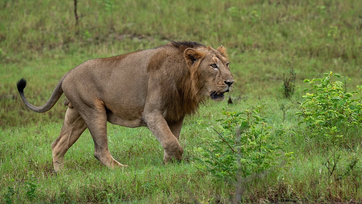 A lion at Gir National Park (photo: @dcfsasangir/X)