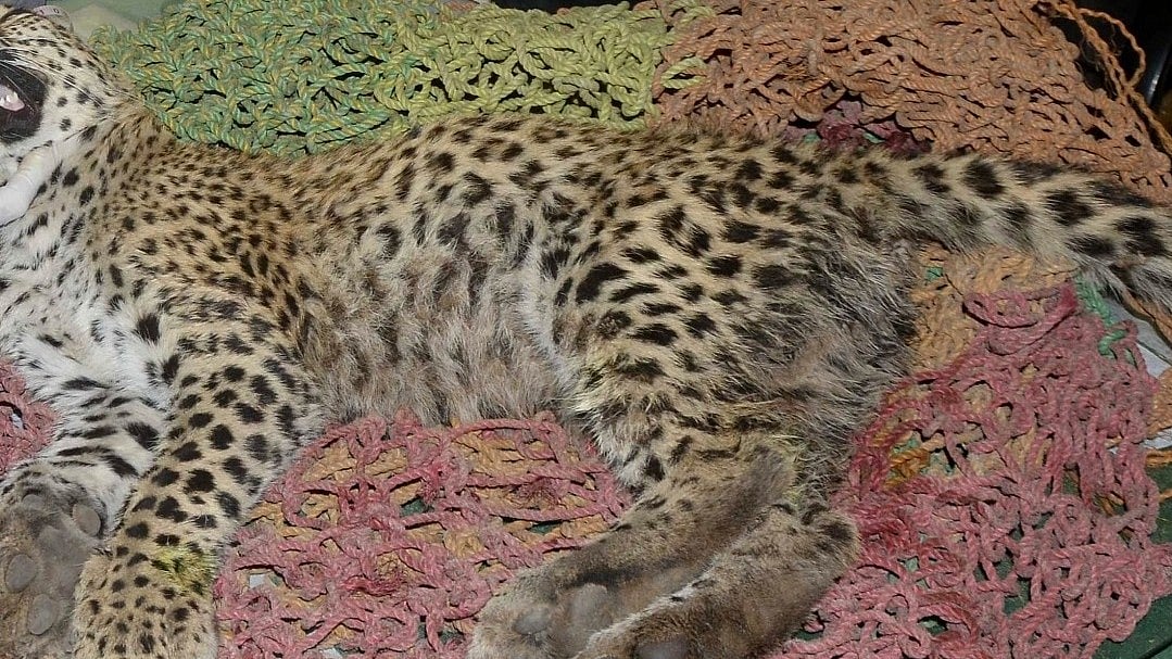 Project Cheetah: Pawan becomes the tenth to die in Kuno