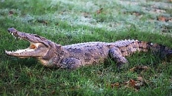 Resident dies in crocodile attack amid Vadodara floods