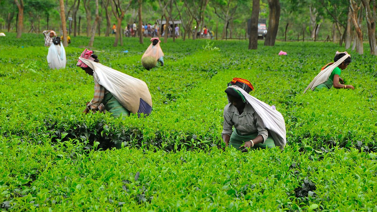 CAG report cites 'meagre' wages, poor use of labour laws for Assam tea workers