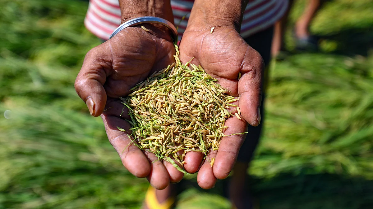 A farmer shows damaged paddy (photo: PTI)