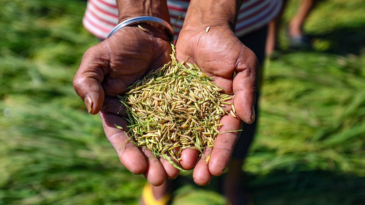 A farmer shows damaged paddy (photo: PTI)