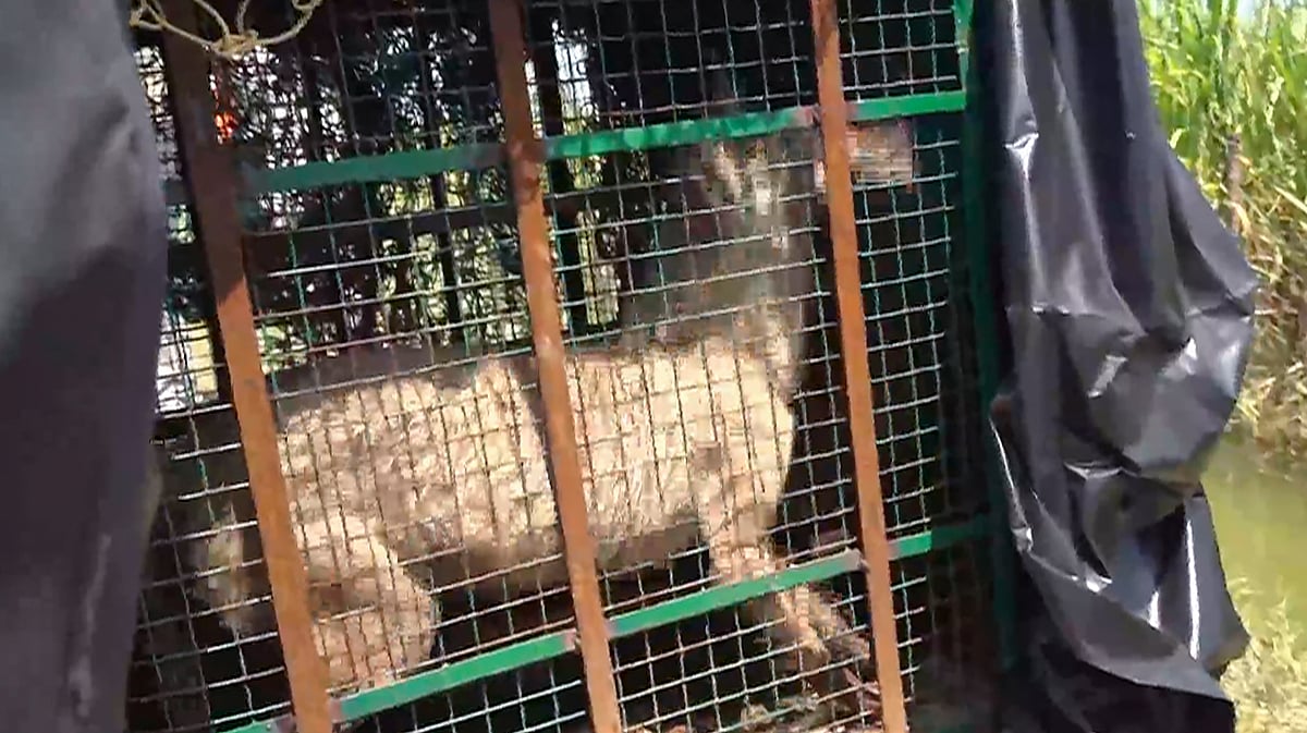 UP: Forest dept trying stinky teddy traps to catch wolves