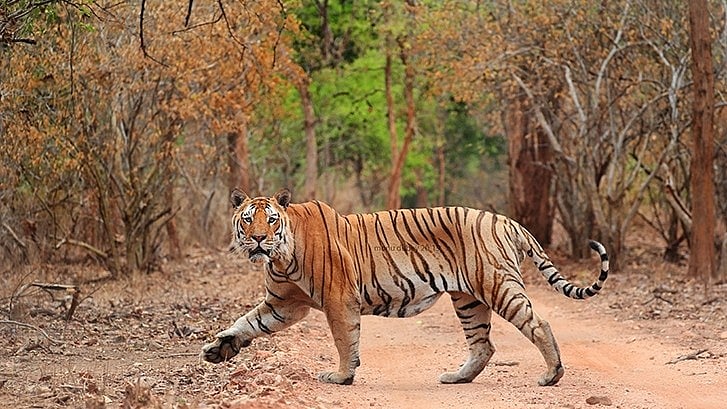 Pench Tiger Reserve is situated in eastern Vidarbha